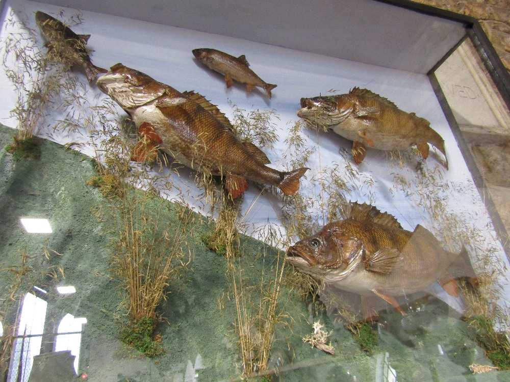 Taxidermy interest - A cabinet containing three perch chasing two small roach with naturalistic - Image 3 of 7