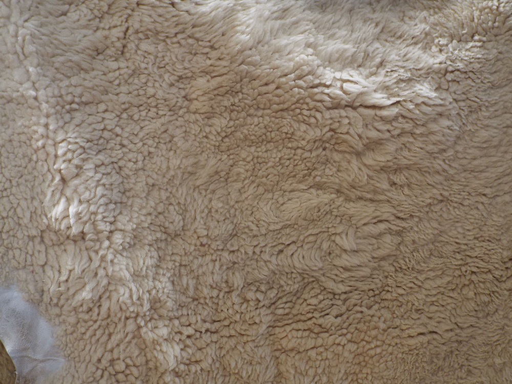 Three sheepskin rugs - Image 3 of 3