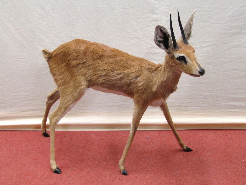 Taxidermy Interest - A juvenile Oryx