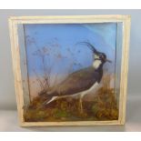 Taxidermy interest - Brazenor Brothers cased study of a lapwing amongst foliage, within a glazed