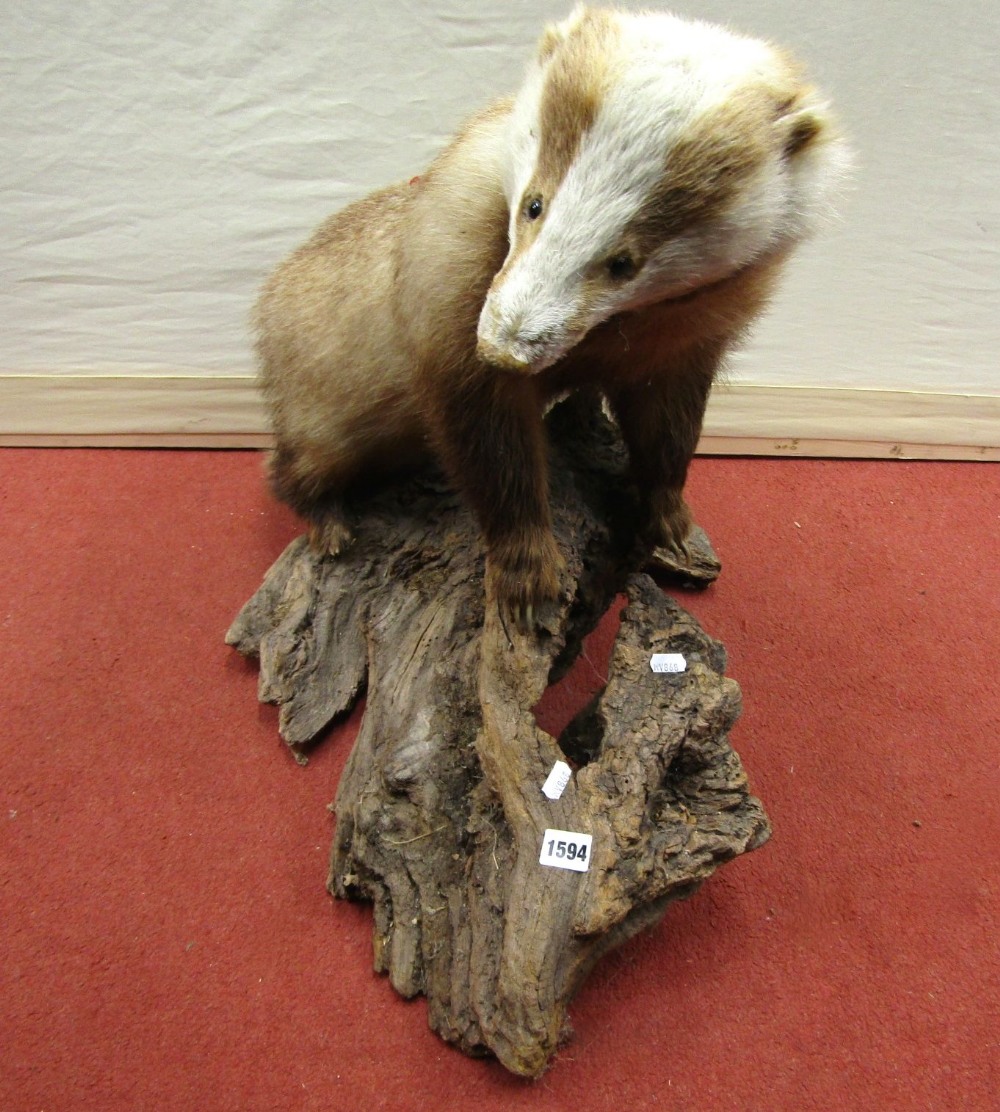 A stuffed and mounted badger on a tree stump - Image 2 of 2