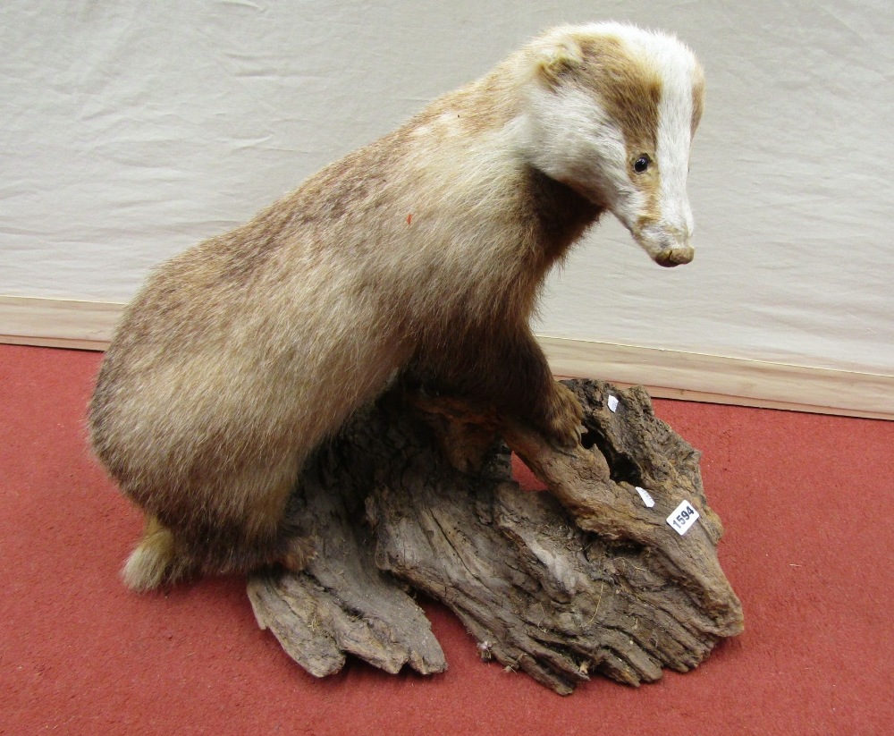 A stuffed and mounted badger on a tree stump