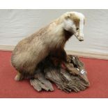 A stuffed and mounted badger on a tree stump