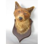 Taxidermy interest - P.Spicer & Sons fox mask upon a shield mount, 28 cm high in total