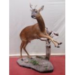 Taxidermy Interest - A Roe deer jumping a branch