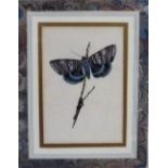 Set of three 19th century coloured engravings of butterflies, in marbled mounts and gilt frames,