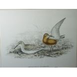 John Gould and H C Richter - Collection of nine coloured lithographs of ornithological subjects