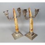 Pair of interesting walrus tusk twin branch silver plated candlesticks