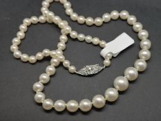 Single row of graduated cultured pearls, knotted, on an old cut diamond set clasp in white metal,