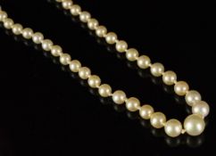 Single row of graduated pearls, knotted and strung on a hallmarked 9ct white gold diamond set clasp,