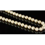 Single row of cultured pearl necklace, 7.2mm cultured cream pearls, strung knotted on a 9ct yellow