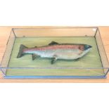 arge cased stuffed rainbow trout case glass has crack