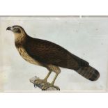 Fine framed watercolour of an Eagle possibly indian company school early 19th century meaures approx