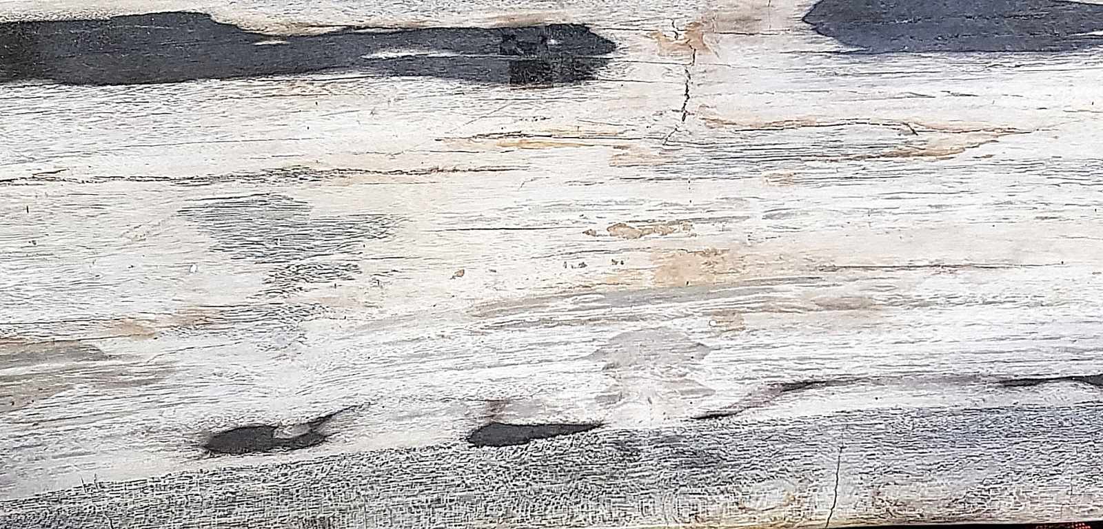 Petrified Wooden Trunk, half, black and white Versteinerter Holzstamm, Hälfte, schwarz-weiss. - Image 2 of 3