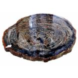 Petrified Wood, Araucaria Versteinertes Holz, Araukarie, Scheibe. Herkunft: Arizona. Alter ca. 220