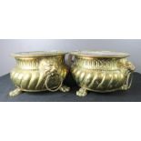 A pair of brass jardinieres, with gadrooned bodies and lion ring masks, raised on paw feet, with