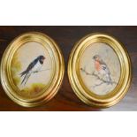 Barbara McGloon (20th century): pair of oval oil on board studies of birds, oval.