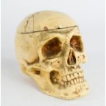A terracotta painted model scull, 11cm high.