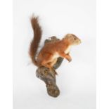 Taxidermi squirrel holding a nut, 30cm high.