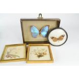 Two framed butterflies, and pressed flowers in frames.