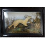 Taxidermi: stoat with bird in a glass case.