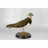 Taxidermi: bird on a stand.