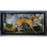 A taxidermi fox in a glass cabinet.