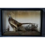 Taxidermi: a pheasant in glass cabinet.