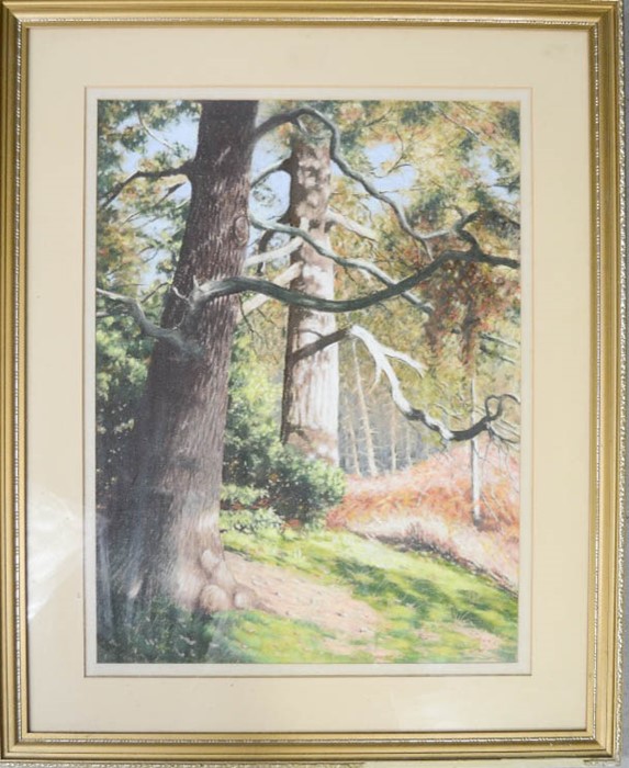 A pastel on paper depicting Clumber park forest scene, initialled AP, dated 1988, 49 by 37cm.