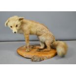 A taxidermi fox on naturalistic base.