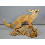 A taxidermi fox on naturalistic base.