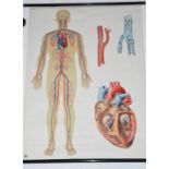 A medical / anatomical wall chart: circulation of blood in man, Deutsche Hygiene Museum, Dresden,