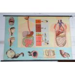 A medical / anatomical wall chart: Das Hautorgan und Seine Liestungen by Wilhelm Hagemann 118 by