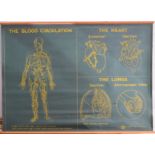 A medical wall chart, Blood Circulation, Lungs, Heart by TVA Great Britain 121 by 91cm.