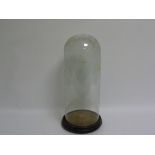 Victorian glass display dome on ebonised circular plinth base with three bun feet, the base 20cm