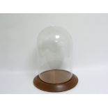 Glass display dome on turned mahogany plinth base, approx. 39cm high, base diam. 32cm, the dome