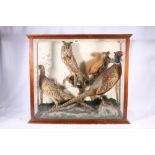 Victorian taxidermy group containing red squirrel, long eared owl, male pheasant and female pheasant