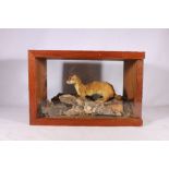 Taxidermy stoat modelled on naturalistic diorama within case, 40cm x 23cm x 26cm