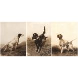 AFTER MAUD EARL (1864 - 1943)Flat coat, Setter and PointerThree pencil signed prints, copyright