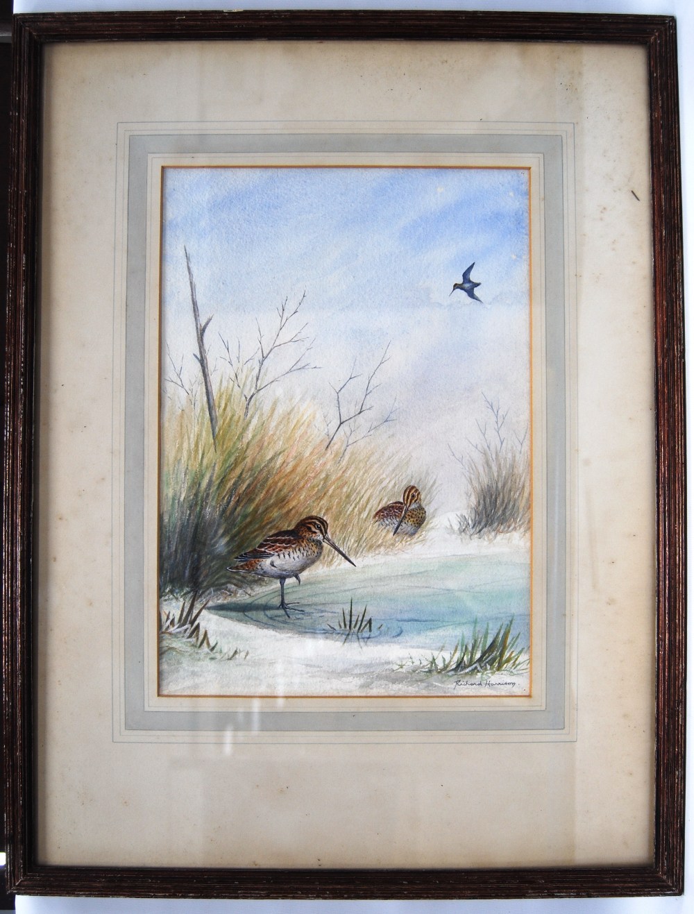 RICHARD HARRISONSnipeSigned bottom right, watercolour, 38cm x 29cm. - Image 2 of 3