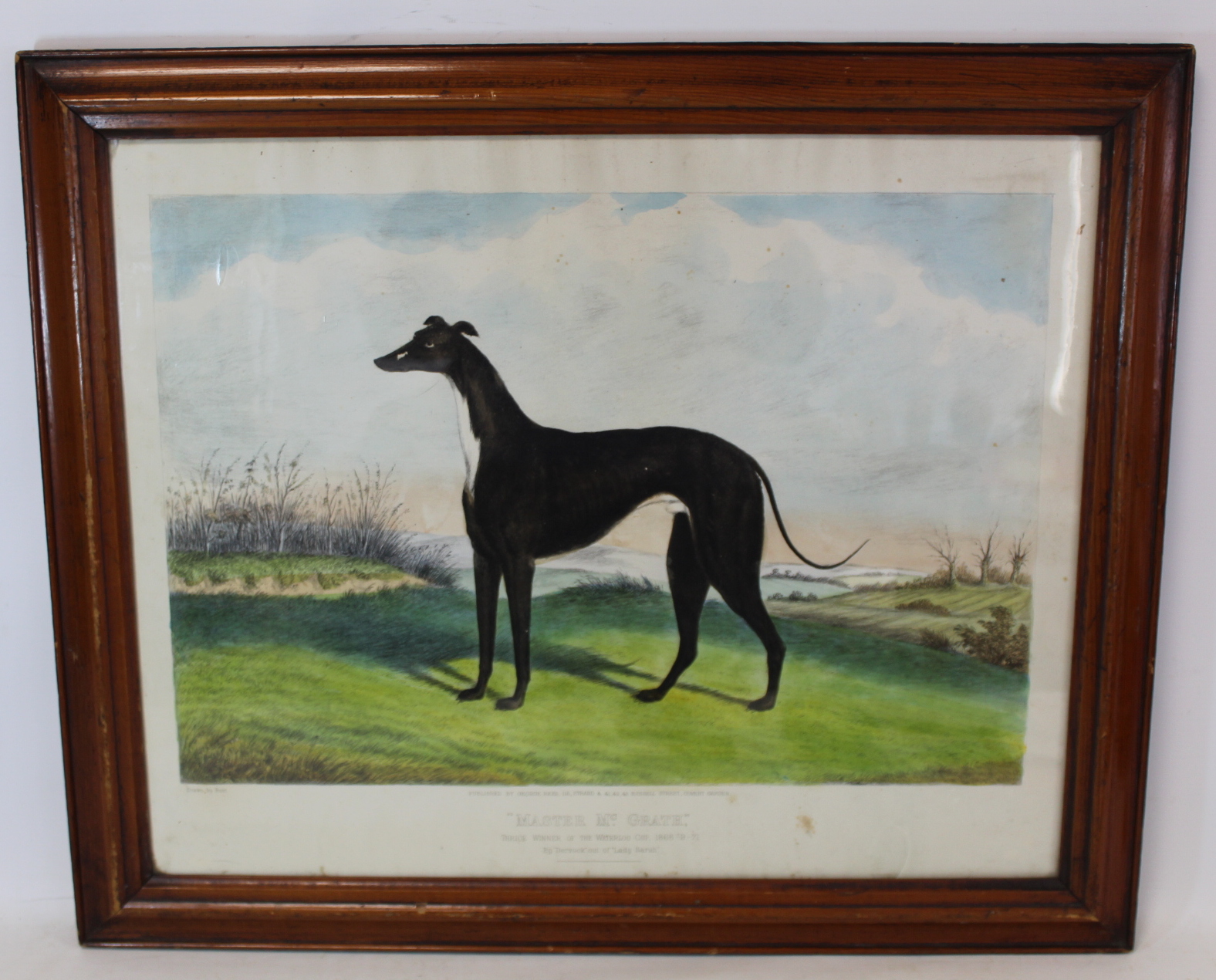 19th century chromolithograph of the greyhound "Master Mc.Grath, thrice winner of the Waterloo Cup
