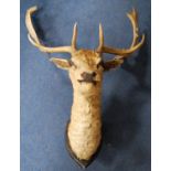 Taxidermy mounted stag's head.