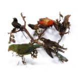 Taxidermy six exotic birds including hummingbirds and parakeets.