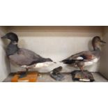 Taxidermy cased group comprising two ducks and another.