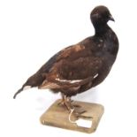 Taxidermy black grouse, 44cm high.