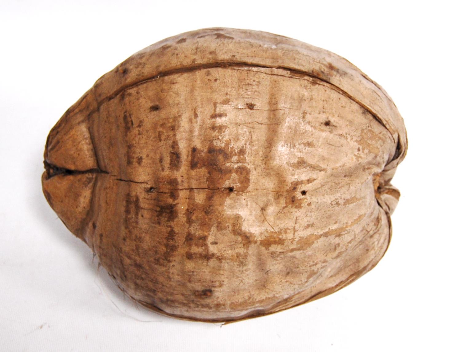 Large seed pod, 26cm. - Image 2 of 3