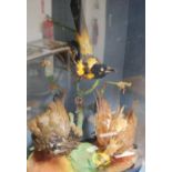 Taxidermy cased model of three exotic birds, 41cm wide and 52cm high.