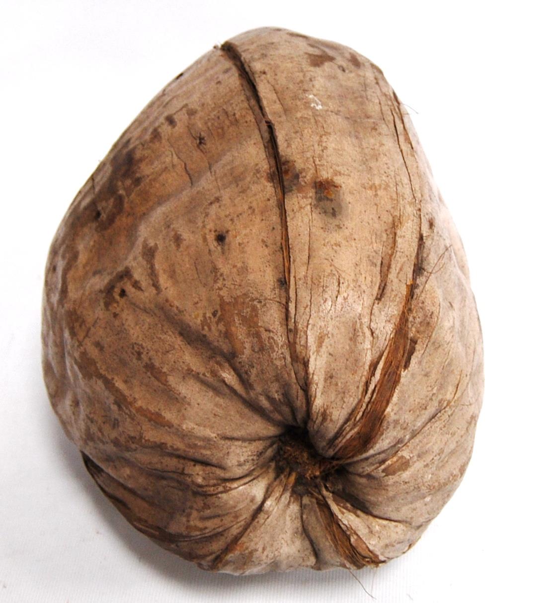 Large seed pod, 26cm. - Image 3 of 3