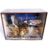 Taxidermy cased group comprising sparrow, hawks, jay and another, 44cm wide and 40cm high.