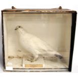 Taxidermy cased ptarmigan in winter plumage, 'Ballochbuie 1914'.